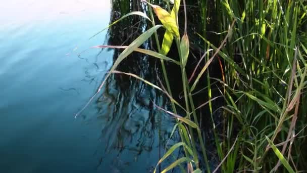 Cañas creciendo por río con estanque tranquilo fondo de agua con espacio de copia — Vídeo de stock