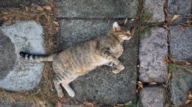 Tekir kedi taş zeminde yatıyor.