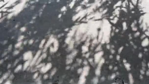 Mystery defocus shadows of willow leaves and shaking tree branches on rough cement wall background — Stock Video