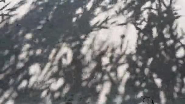 Defocused shadows of willow leaves and shaking tree branches on rough cement wall background — Stock Video