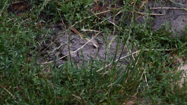 雨滴落在青绿的湿草地上 — 图库视频影像