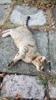 Kısa hava tekir kedisi taş kaldırımlı yolda yatıyor