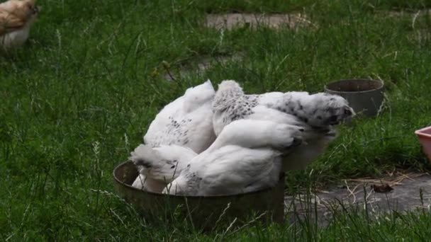 Los pollos blancos jóvenes picotean el grano del alimentador en el césped rural del patio trasero — Vídeo de stock