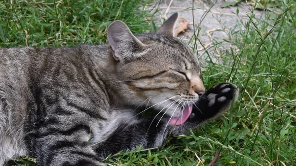 Genç tekir kedi yeşil otların ve otların arasında uzanan siyah patisini yalıyor.