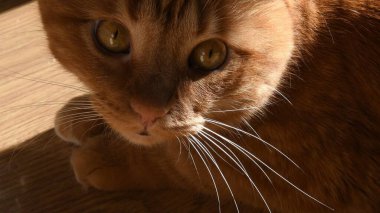 Kızıl kedi portresi kızıl gözlere ve uzun beyaz bıyıklara yakın