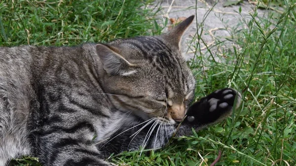 幼小的胖胖的猫咬着放在青草和香草中的爪子 — 图库照片