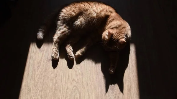 Sombra de silhueta preta de gato vermelho que põe no chão de madeira — Fotografia de Stock