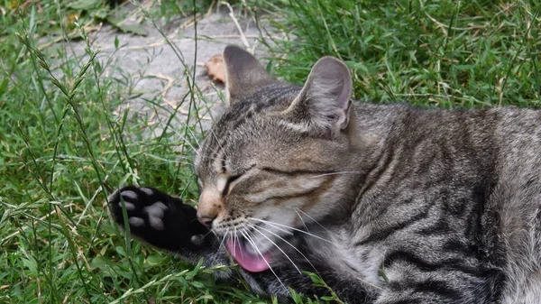Genç tekir kedi yeşil otların ve otların arasında uzanan siyah patisini yalıyor.