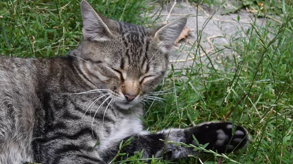 Mladý šedý tabby kočka se zavřenýma očima ležící mezi zelenou trávou a bylinkami — Stock fotografie