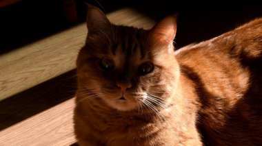 Kürklü kırmızı kedi portresi Parlak gün ışığında