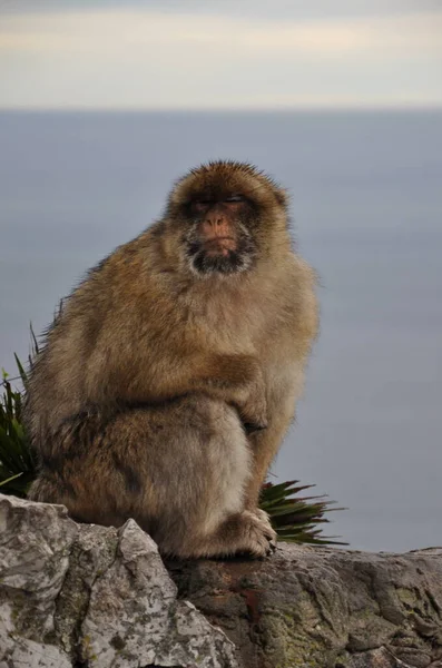 Gibraltar Barbary macaque monkey sitting on cliff rock and napping