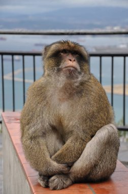 Gibraltar Barbar Maymun ıslak çitlerde oturuyor ve yukarı bakıyor.
