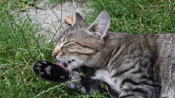 Mladý tabby kočka olizuje černé tlapky ležící mezi zelenou trávou a bylinkami — Stock fotografie