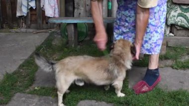 Kıdemli kadın elleri arka bahçede melez bir köpeğin tüylerini tarıyor. Otantik kırsal sahne