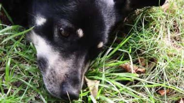 Siyah köpeğin portresi yeşil çimenlerin arasında uzanıyor ve siyah burun ve göz kırpan gözler tarafından koklanıyor.