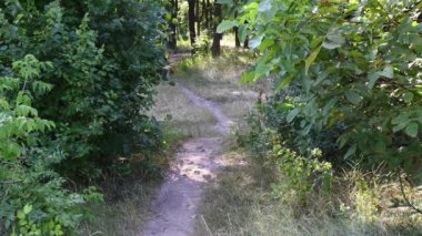 Küçük melez köpek, yaz ağaçlarının yemyeşil yaprakları arasında yol alır.