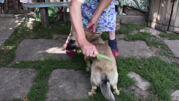 Der fröhliche Hund steht ruhig, während die Seniorin ihr Fell auf dem Rücken kämmt. Authentisches Leben — Stockvideo