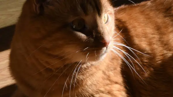 Retrato de gato rojo tabby con ojos de jengibre y bigotes blancos largos — Foto de Stock