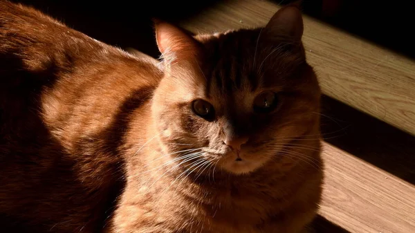 Retrato de gato rojo peludo en luz solar brillante con sombras negras — Foto de Stock