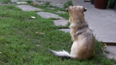 Melez köpek kameraya bakmak için oturur ve geri döner.