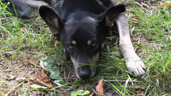 Πορτρέτο του μαύρου σκύλου που βρίσκεται στο γρασίδι στο έδαφος — Φωτογραφία Αρχείου