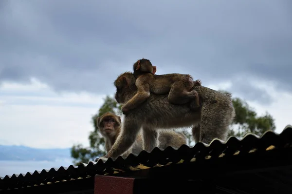 Famille de macaques barbares vivant à Gibraltar. Mère singe porte bébé sur son dos — Photo