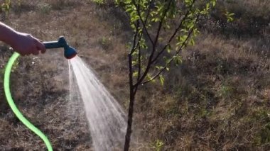 Genç adam bahçedeki küçük ağacı sulamak için yeşil bahçe hortumunu tutuyor.