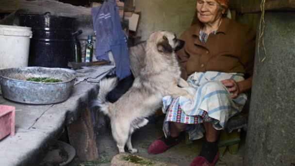 Landseniorin streichelt und redet mit ihrem Hund, der auf ihrem Schoß in der rustikalen Scheune des Bauernhauses steht — Stockvideo