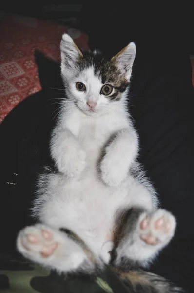 흰 배에 털이 많은 발을 가진 귀여운 고양이. 새끼 고양이는 주인의 무릎 위에 누워 있다 — 스톡 사진