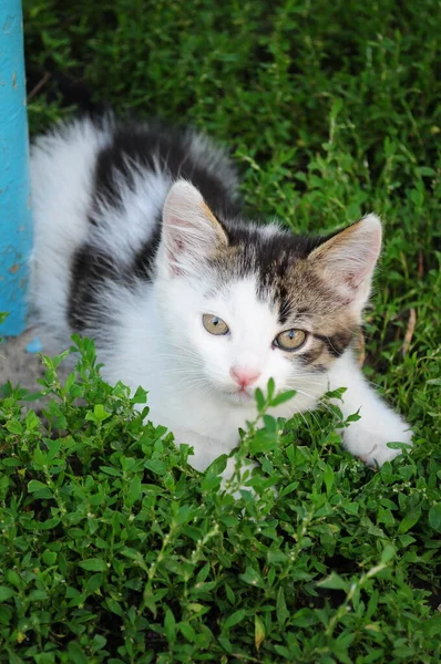 Biały kotek plamisty polowanie i ukrywanie się w zielonej trawie — Zdjęcie stockowe
