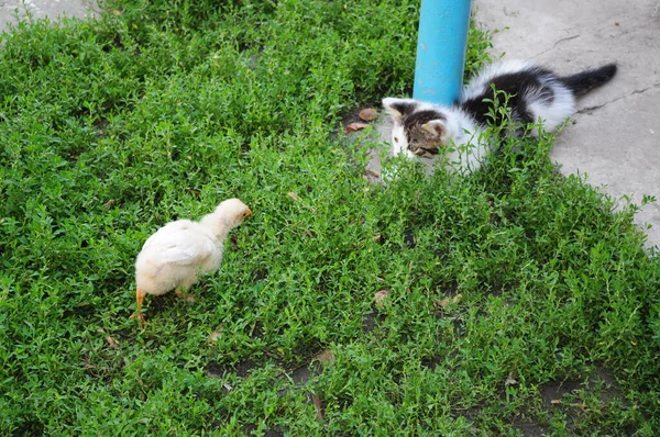 White chicken and white grey spotted fluffy kitten hunting to each other in lush green grass