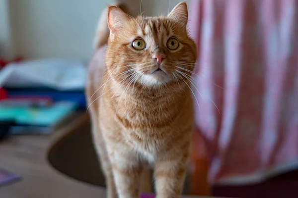 Červená kočka se zázvorovýma očima a dlouhými bílými vousy — Stock fotografie