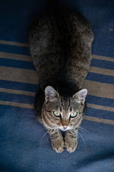 灰胖胖的猫，长着绿色的眼睛和长长的白色胡须 — 图库照片
