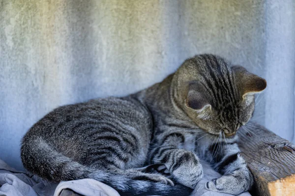 Mladý tabby kočka lízat a kousnout jeho tlapky ležící na vrcholu dříví s šedým pozadím — Stock fotografie