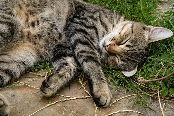 Closeup mladý šedý tabby kočka se zavřenýma očima spící mezi zelenou trávou venkovní — Stock fotografie