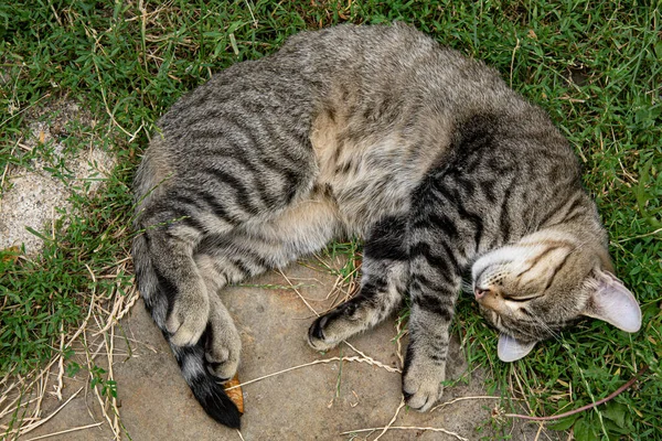 Top pohled mladý šedý tabby kočka se zavřenýma očima stočit se spí mezi zelenou trávou venkovní — Stock fotografie