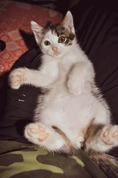 Cute kitten with white belly and furry paws. Baby cat lays on laps of owner and trying to catch with paw — Stock Photo, Image