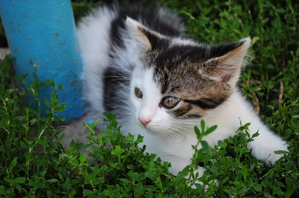 Běloskvrnitý lov koťat a skrývání v zelené trávě — Stock fotografie