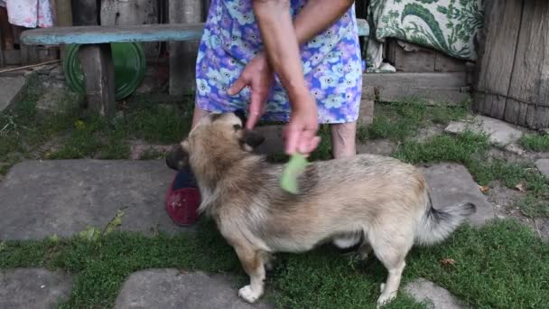 Senior vrouw handen kammen bont haar van mix ras hond in boerderij achtertuin — Stockvideo