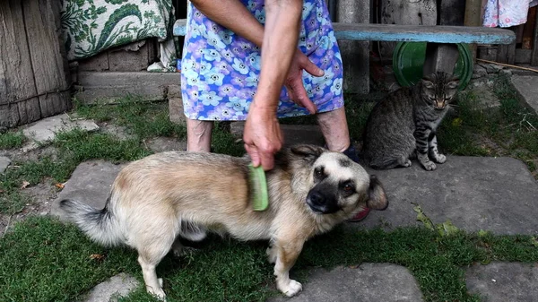 Idős nő fésülködés szőrme idősebb kutya farm hátsó udvarán — Stock Fotó