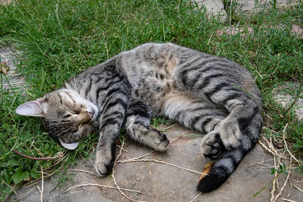 Top pohled mladý šedý tabby kočka se zavřenýma očima stočit se spí mezi zelenou trávou venkovní — Stock fotografie