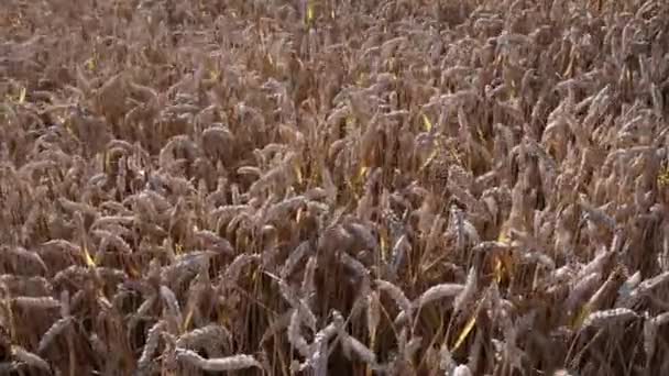 Organik buğday tarlası. Mısır gevreği toplama zamanı. Kırsal buğday tarlaları — Stok video