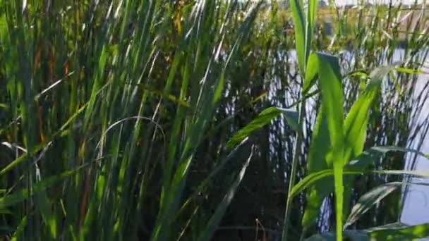 Saftig grüne Zwiebel wächst am See und flattert im Wind — Stockvideo