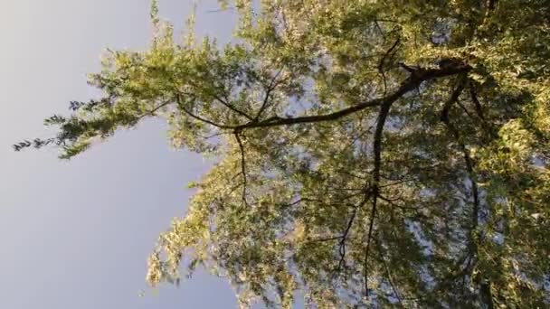 Directamente debajo de las ramas de sauce temblando por el viento tranquilo con el fondo del cielo claro — Vídeos de Stock