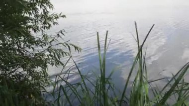 Dalgalanan göl yüzeyinde büyüyen ve rüzgarda sallanan yeşil sazlıklar ve ağaç dalları.
