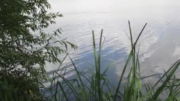 Cañas verdes y ramas de árboles que crecen sobre la superficie ondulada del agua del lago y tiemblan con el viento — Vídeos de Stock