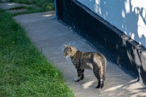 Молода кішка стоїть на цементній доріжці на задньому дворі — стокове фото