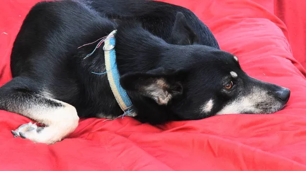 Πλευρική άποψη του μαύρου ποιμενικού σκύλου σε παλιό γιακά που βρίσκεται σε κόκκινο μαξιλάρι — Φωτογραφία Αρχείου