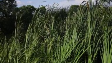 Kuvvetli rüzgar sallanır ve kıvrılır nehir kıyısının yanında yeşil kamış sapları