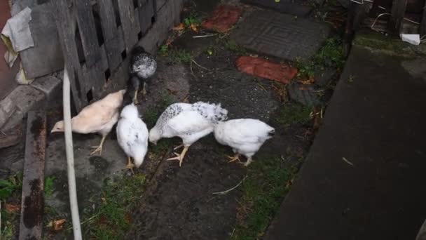 Kleine witte en gevlekte veren kuikens gerund door de grond op biologische boerderij — Stockvideo